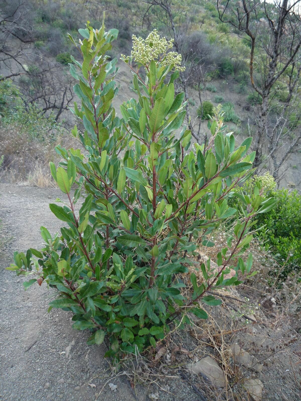 High Resolution Heteromeles arbutifolia Plant